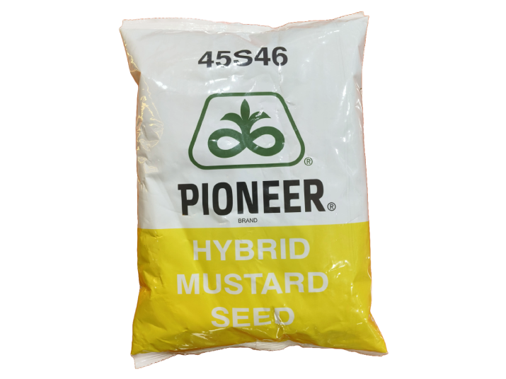PIONEER 45S46 – Hybrid Mustard